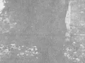 rbm29